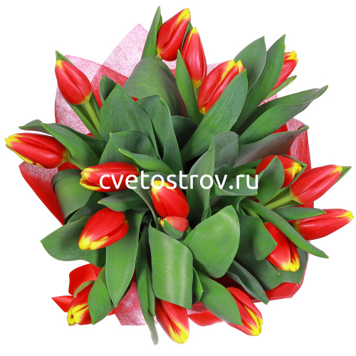 Букет из 15 тюльпанов "Кристмас"
