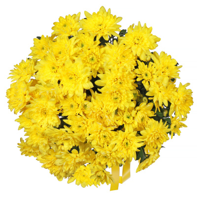 Хризантемы кустовые желтые