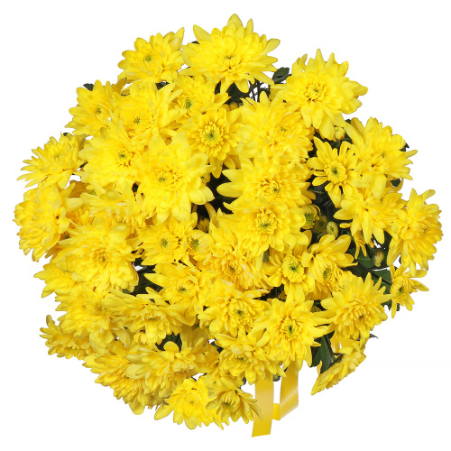 Хризантемы кустовые желтые