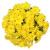 Хризантемы кустовые желтые