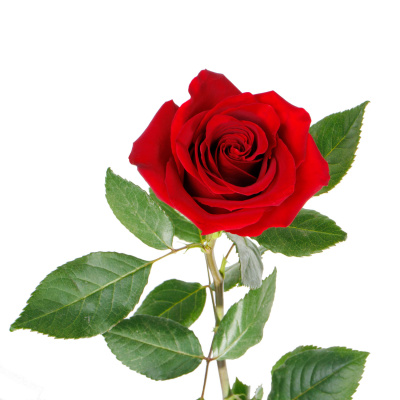 Роза "Секси Ред" 40см
