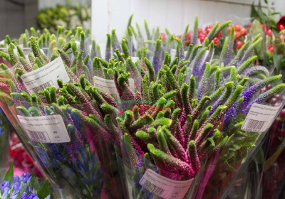 Вероника микс