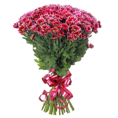 Хризантема кустовая Хайдар (Haydar) (70 см.) 25 штук