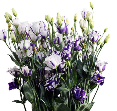 Эустома Флуарилис Блю (Fleurelis Blue)