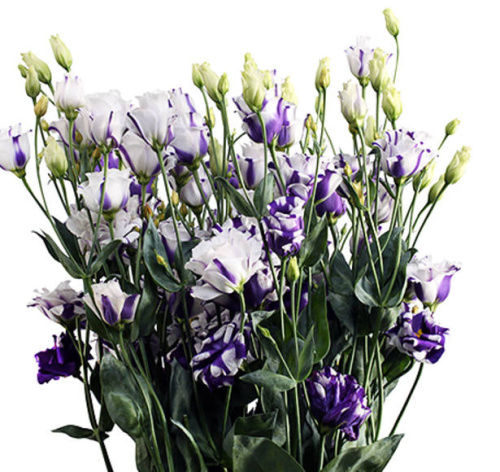 Эустома Флуарилис Блю (Fleurelis Blue) Эустома Флуарилис Блю (Fleurelis Blue)