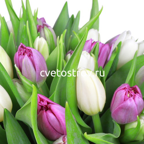 Букет из 25 тюльпанов "Нежность"