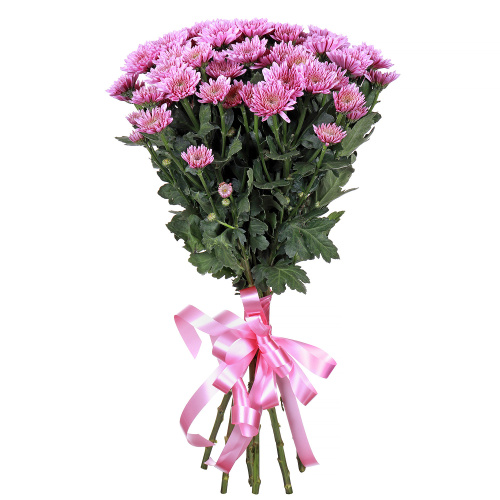 Хризантема кустовая розовая